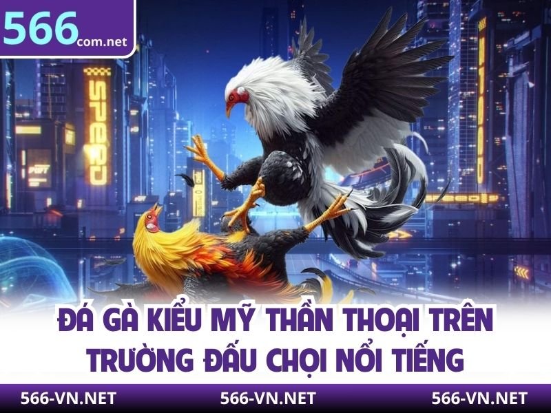 Phân tích các dòng gà Mỹ nổi tiếng trên sàn đấu